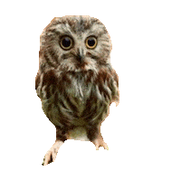 owl STICKER by imoji