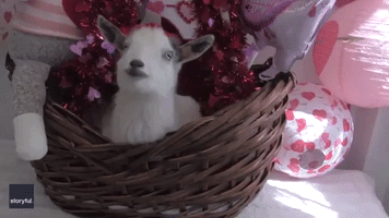 Goat Valentine Basket