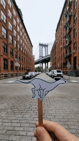 New York Dog GIF by cintascotch