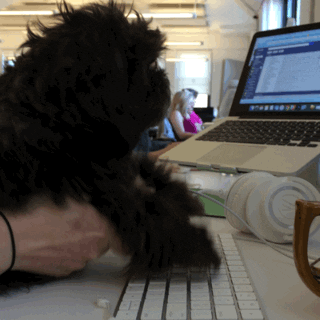 dog at work GIF