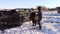 Alberta Man Rides Bison to Grocery Store