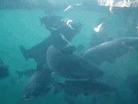 Education Swimming GIF by DIIMSA Stock