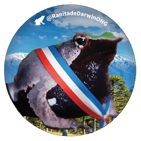 Darwins Frog Chile Sticker by Ranita de Darwin ONG