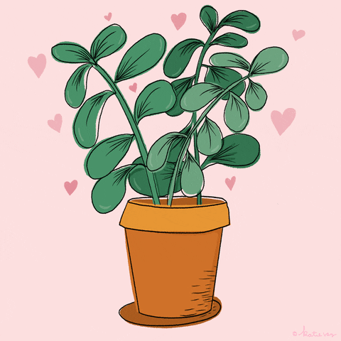 Flower Pot Plant GIF by Katie Vaz