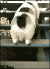 Video gif. A Corgi is walking up the stairs but instead of walking, it hops up each step, landing on all four paws at once.