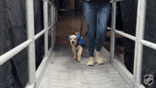 New York Islanders Dog GIF by NHL