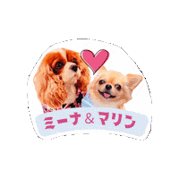 Cavalierkingcharlesspaniel Sticker