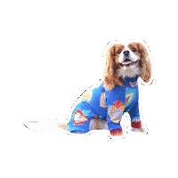 Cavalierkingcharlesspaniel Sticker