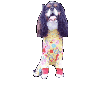 Cavalierkingcharlesspaniel Sticker