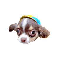 Cavalierkingcharlesspaniel Sticker