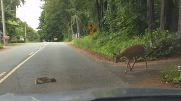Mother Deer Nudges Bambini Out of Danger on Baby Doll Road