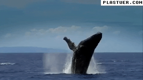 giphyupload GIF