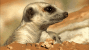 meerkat GIF