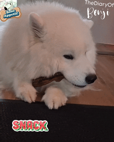 Dog Snacking GIF