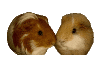 モルモット Sticker