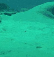 Suspicious Fish GIF