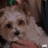 Dog Puppy GIF by Laff