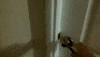 room mess GIF