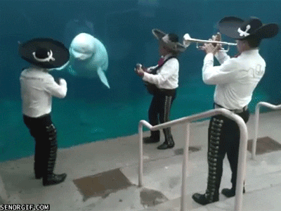 whale dancing GIF by Cheezburger