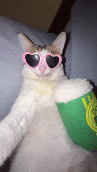 Silly Cat Bao Bao GIF