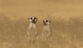 Wildlife gif. Sitting up in a grassy field, a meerkat turns toward another meerkat, hugs it and appears to give it a smooch. Text appears above them, "I love you," along with a growing red emoji heart.