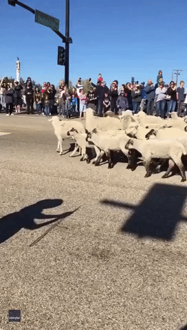 Thousands of Sheep Cross Highway for Annual Event in Boise, Idaho