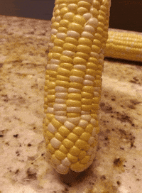 corn GIF