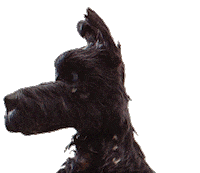 isle of dogs what Sticker by Fox Searchlight