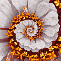 konczakowski white nature flower spring GIF