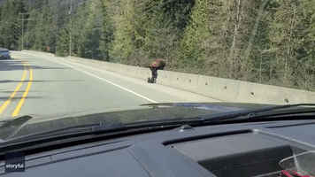 Mama Bear Tries to Help Struggling Cub Cross Canadian Highway