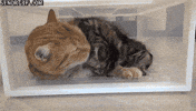 cuddle GIF