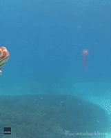 Peckish Sea Turtle Gobbles Jellyfish at Great Barrier Reef
