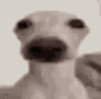 Dog Meme GIF
