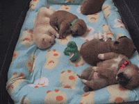 dog sleeping GIF