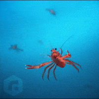 Oh No Ocean GIF by Red Giant