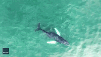 Humpback Whale Enjoys Snack '60 Yards' Off East Hampton Beach