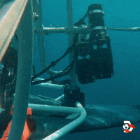 Water Swimming GIF by Shark Week