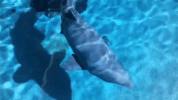 water shark GIF by Mitteldeutscher Rundfunk