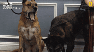 National Geographic Love GIF by Nat Geo Wild