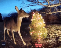 Deer Stops for Snack Beside Small Christmas Tree
