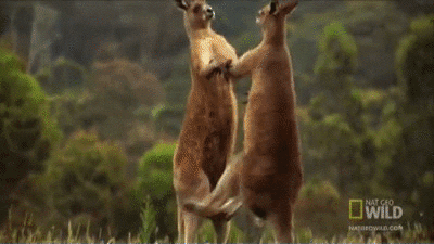 world kangaroo GIF