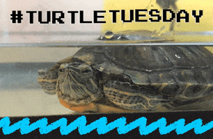 pets turtle GIF by Nebraska Humane Society