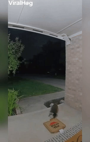 Raccoon Robs a Pizza from the Doorstep