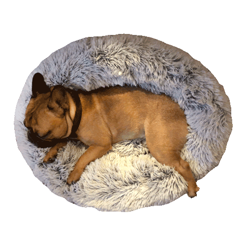 French Bulldog Sticker