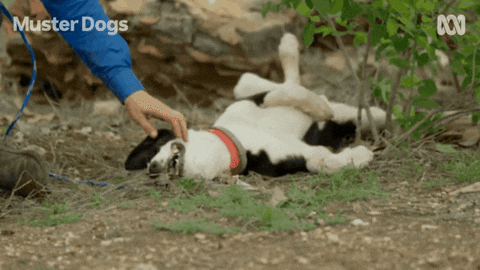 Border Collie Dog GIF by ABC TV + IVIEW