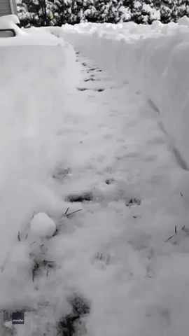 Oscar the Puppy Experiences His First Massachusetts Snowfall