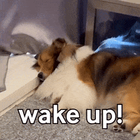 Wake Up Dog GIF