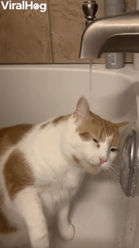 Ginger Cat Loves Drinking From the Faucet