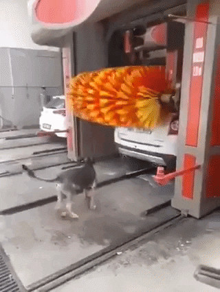 cuteanimalland giphyupload GIF