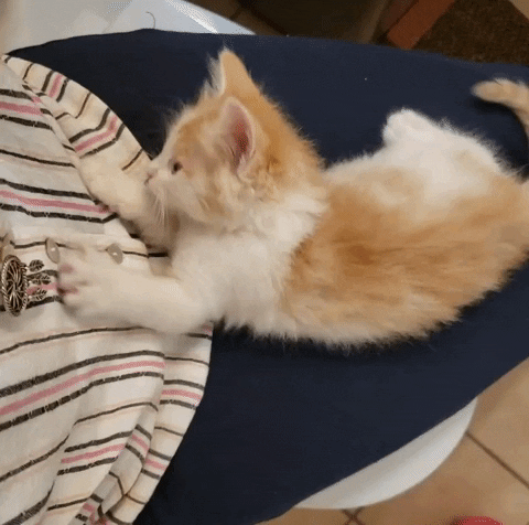jamiejaysummers  GIF